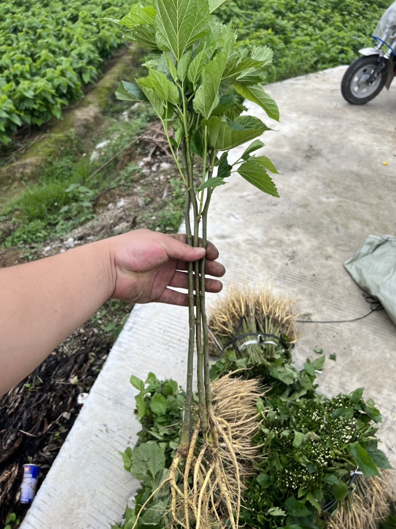 养蚕桑树苗广西杂交桑大叶桑所有品种都有货