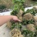 养蚕桑树苗广西杂交桑大叶桑所有品种都有货