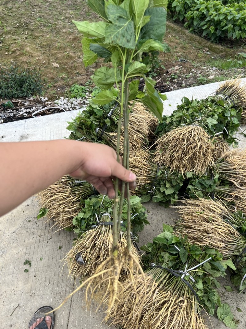 养蚕桑树苗广西杂交桑大叶桑所有品种都有货