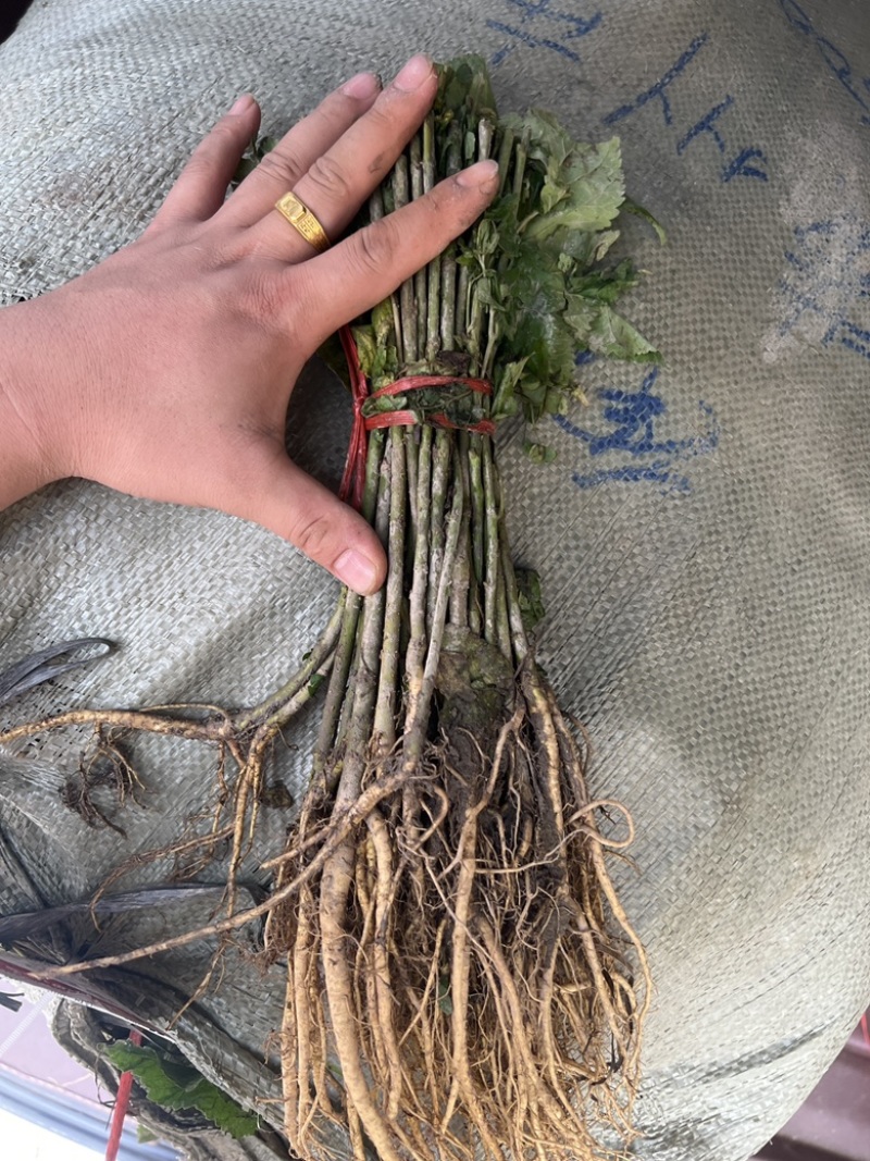 广西桑树苗大叶桑养蚕桑树苗杂交桑粤桑桑芽菜专业