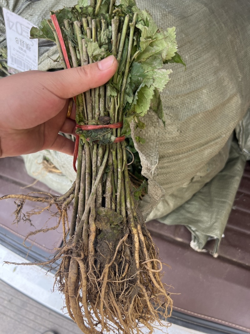 广西桑树苗大叶桑养蚕桑树苗杂交桑粤桑桑芽菜专业
