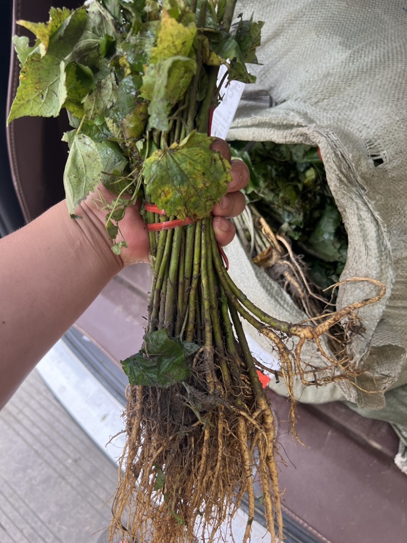 广西桑树苗大叶桑养蚕桑树苗杂交桑粤桑桑芽菜专业