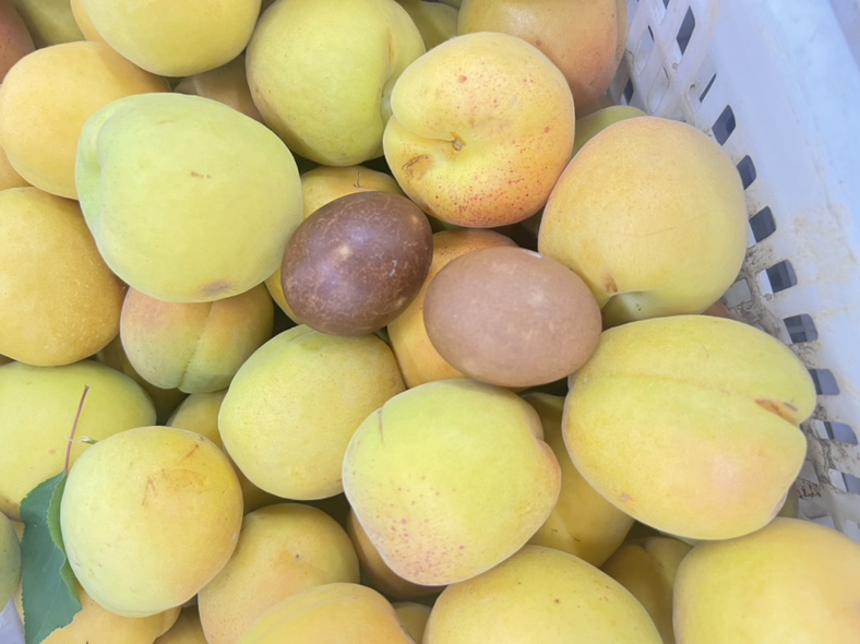 展示凯特杏果实的自然生长状态,果实呈红色,表面光滑,大小适中 凯特杏果实特写