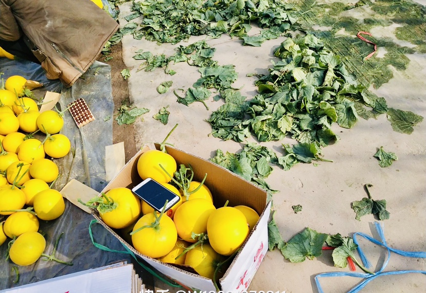 高清拍摄的玉姑甜瓜实物图,展现其金黄果皮和饱满外形 玉姑甜瓜特写展示