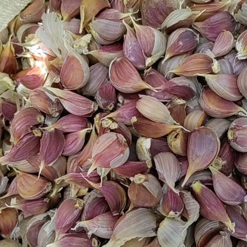 蒜苗种子，红根蒜苗种，基地直供！全部批发价格！