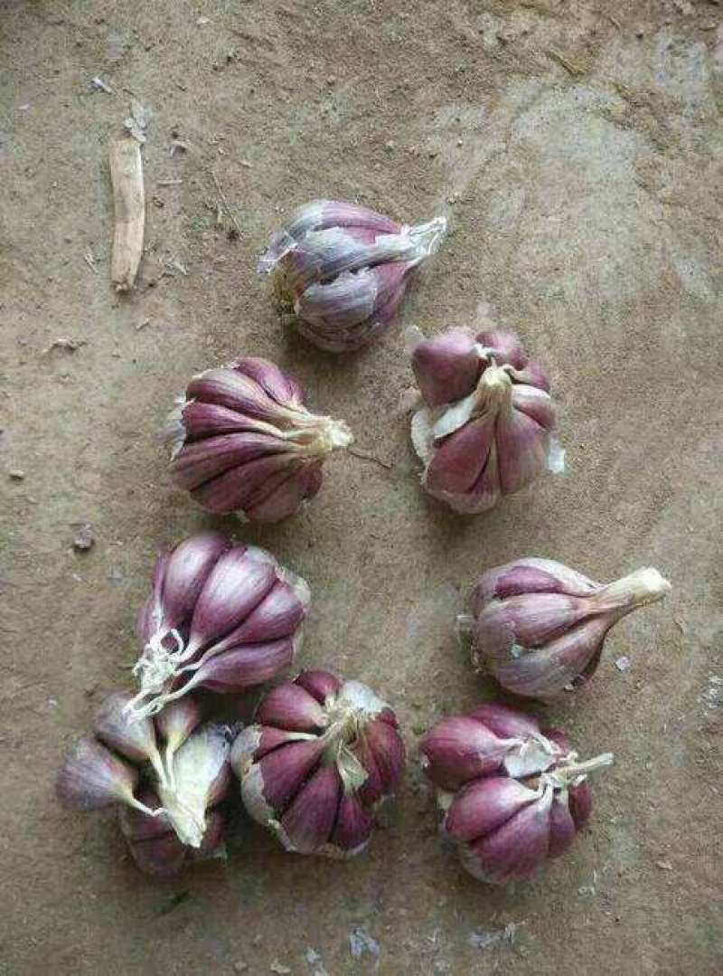 蒜苗种子，红根蒜苗种，基地直供！全部批发价格！