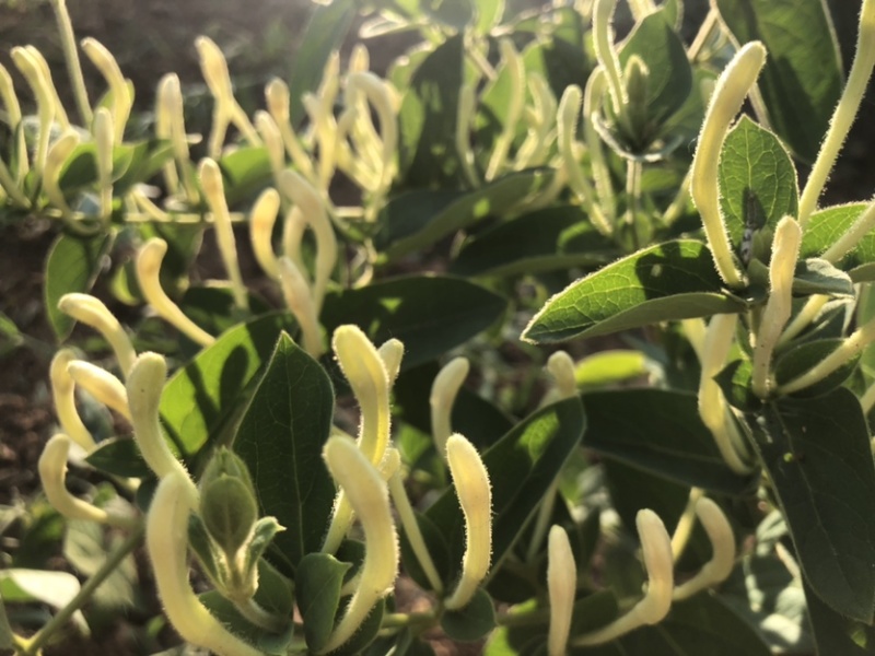 正宗金银花来自山东沂蒙山区，晒干金银花泡水喝味道杠杠滴