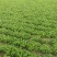 山茱萸苗