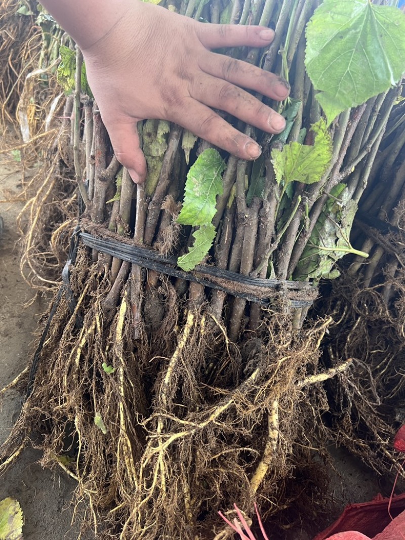 大叶桑扦插桑油桑养蚕桑