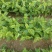 山茱萸苗