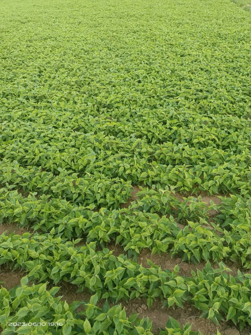 山茱萸苗