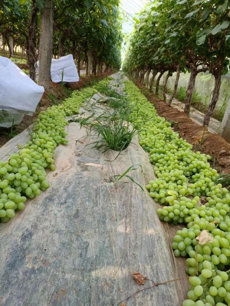 陕西大荔青提产地一手货源产量充足欢迎老板联系