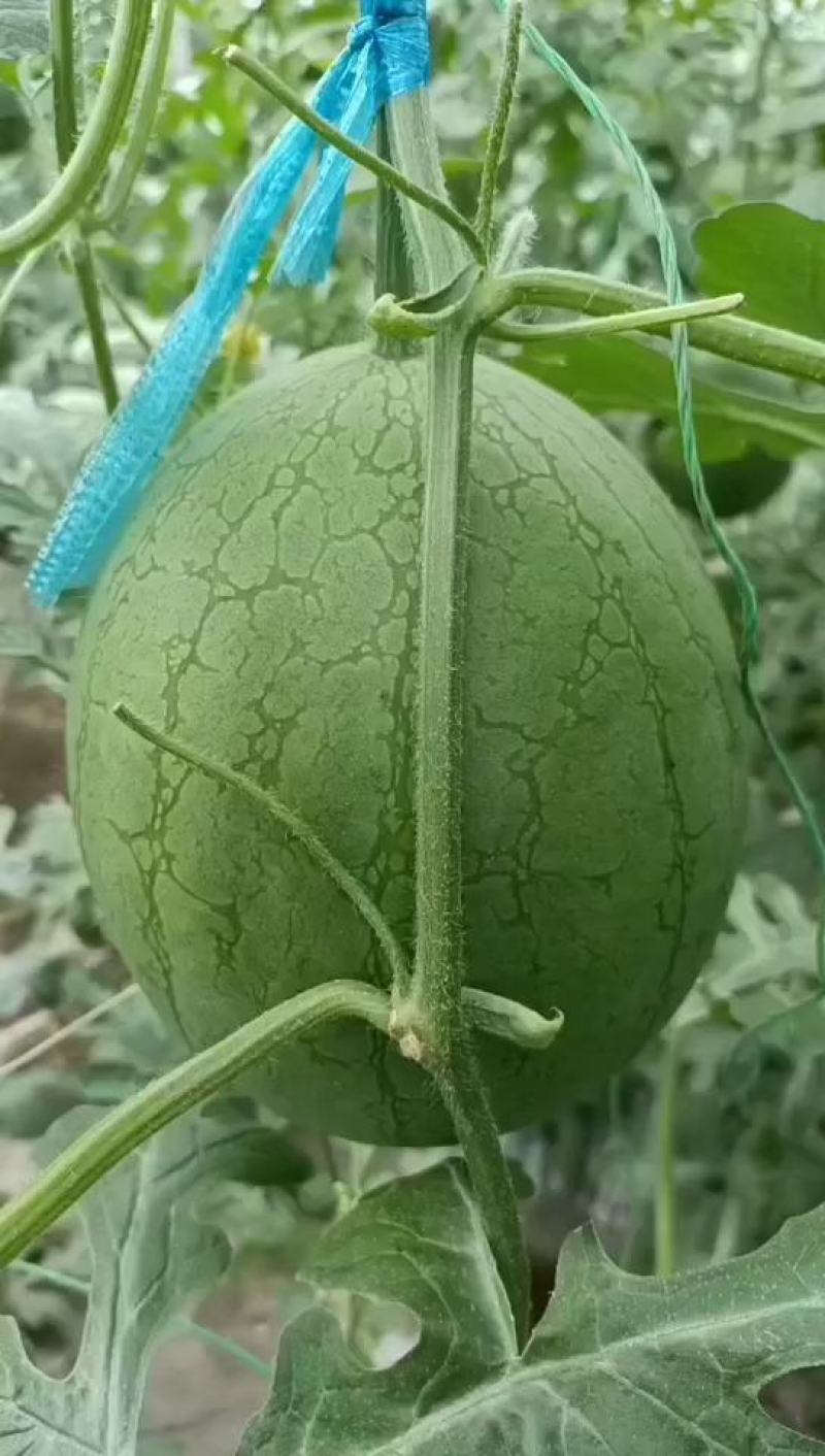 【吉林西瓜】小风黄瓤吊秧绿皮西瓜东北西瓜包熟包甜
