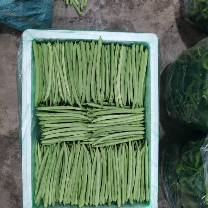 小金豆偏豆无筋豆大量上市看上的老板欢迎联系带发带收诚信为
