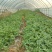 8424西瓜10斤打底9成熟1茬