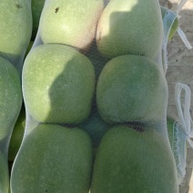 冬瓜