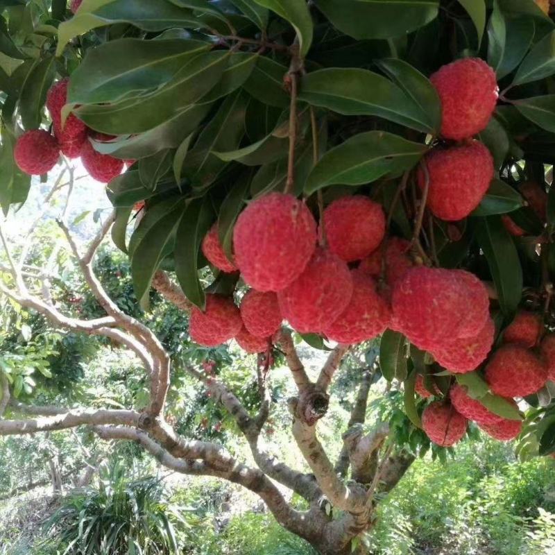 广东糯米糍荔枝糯米滋荔枝荔枝肉多核小果园现货供应