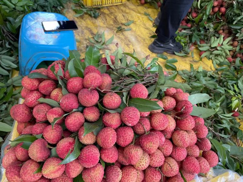 广东糯米糍荔枝糯米滋荔枝荔枝肉多核小果园现货供应