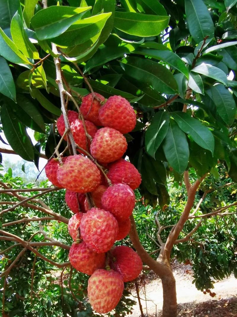 广东糯米糍荔枝糯米滋荔枝荔枝肉多核小果园现货供应