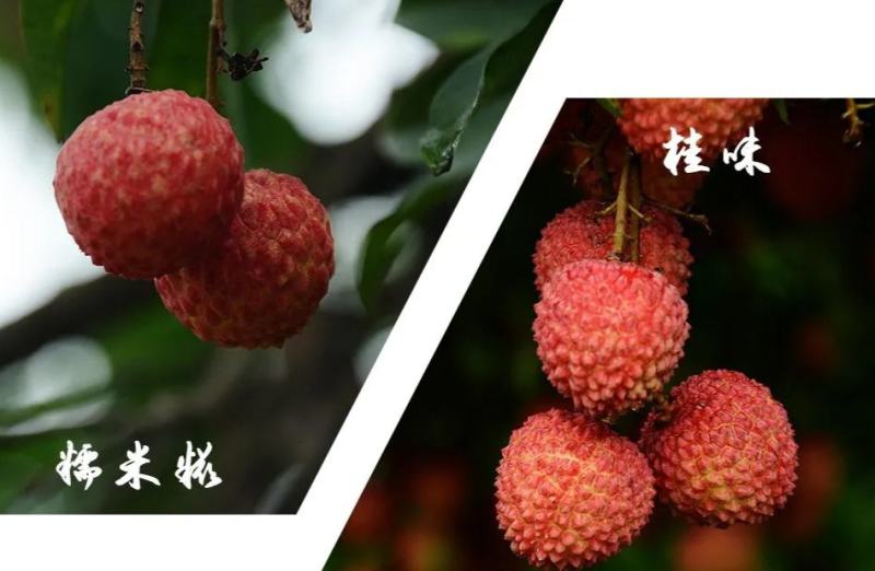 广东糯米糍荔枝糯米滋荔枝荔枝肉多核小果园现货供应
