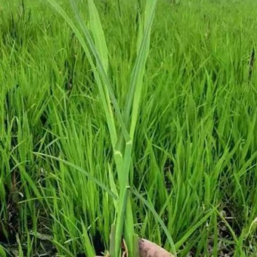 浙茭七号茭白苗茭白种苗早熟双季茭白