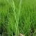 浙茭七号茭白苗茭白种苗早熟双季茭白