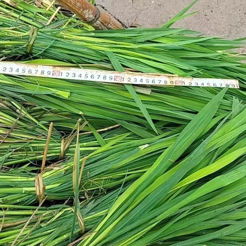 浙茭七号茭白苗茭白种苗早熟双季茭白