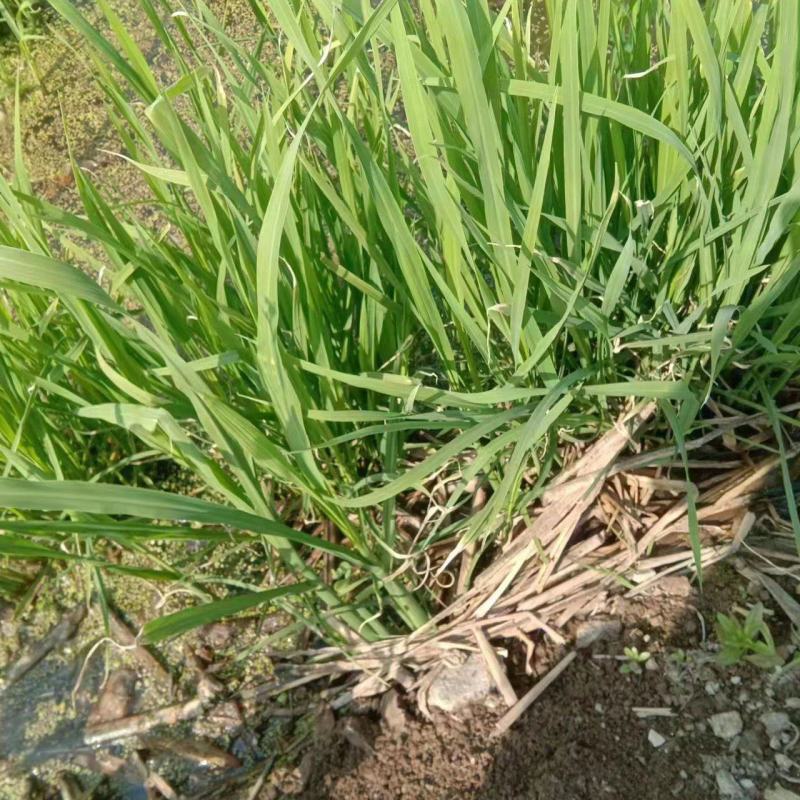 浙茭七号茭白苗茭白种苗早熟双季茭白