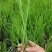 浙茭七号茭白苗茭白种苗早熟双季茭白
