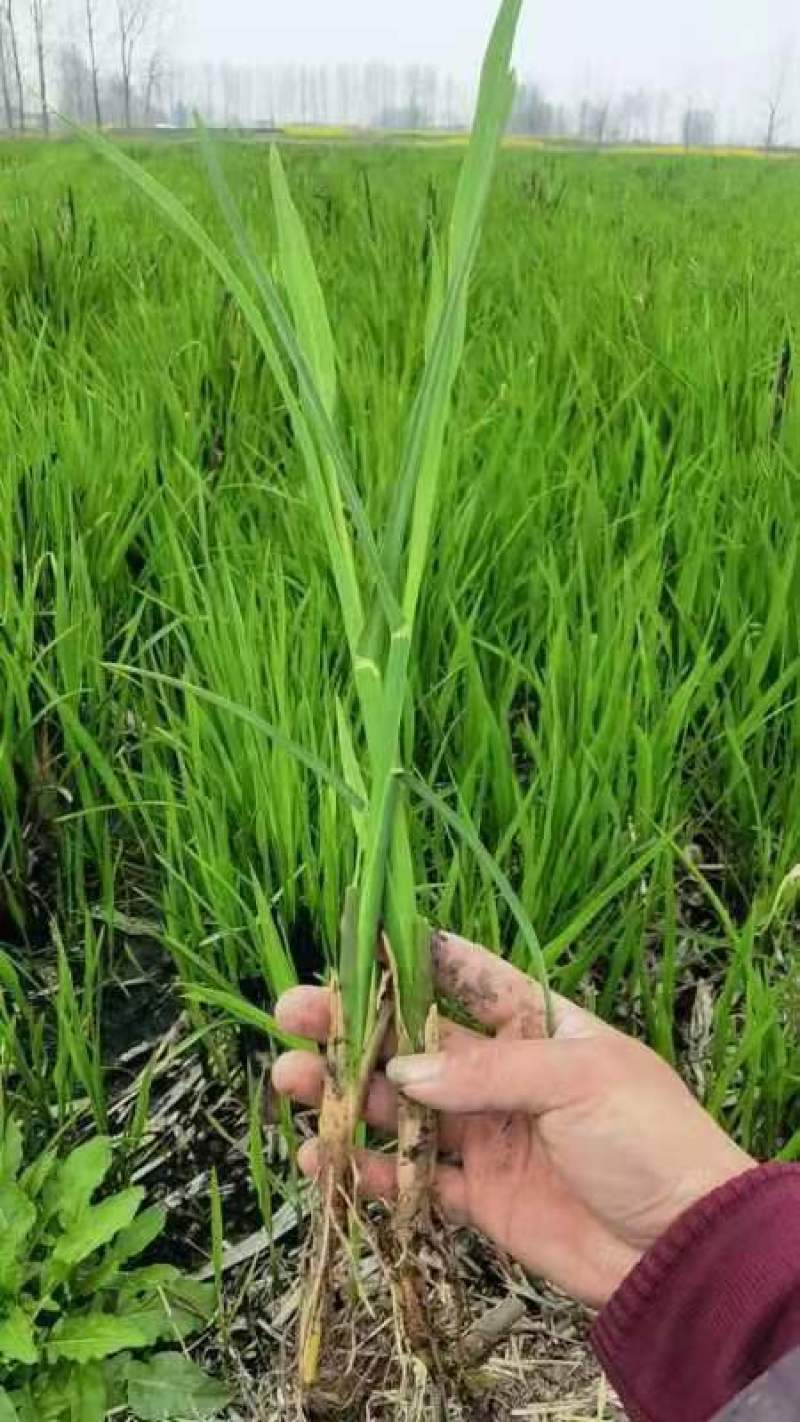 浙茭七号茭白苗茭白种苗早熟双季茭白