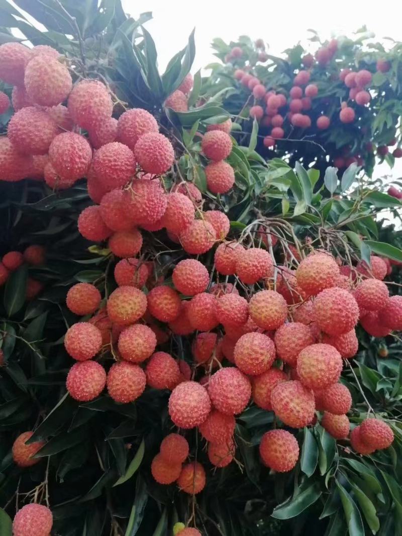 广东桂味荔枝桂味贵味细核荔枝新鲜采摘即将上市