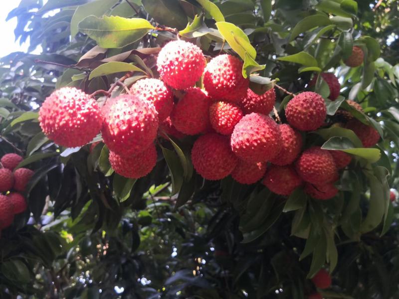 广东桂味荔枝桂味贵味细核荔枝新鲜采摘即将上市
