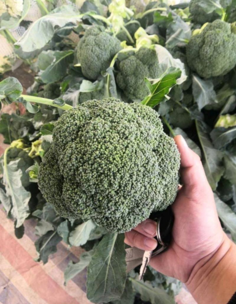 西兰花小米粒西兰花产地批发