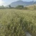 油橄榄育苗