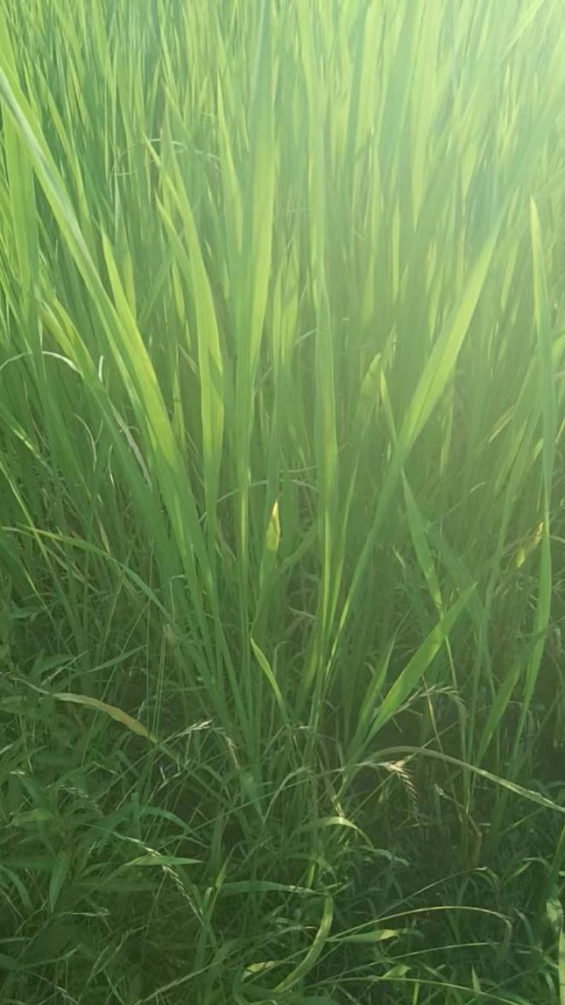 早熟双季高山茭白成活率高口感好净化水质茭白苗