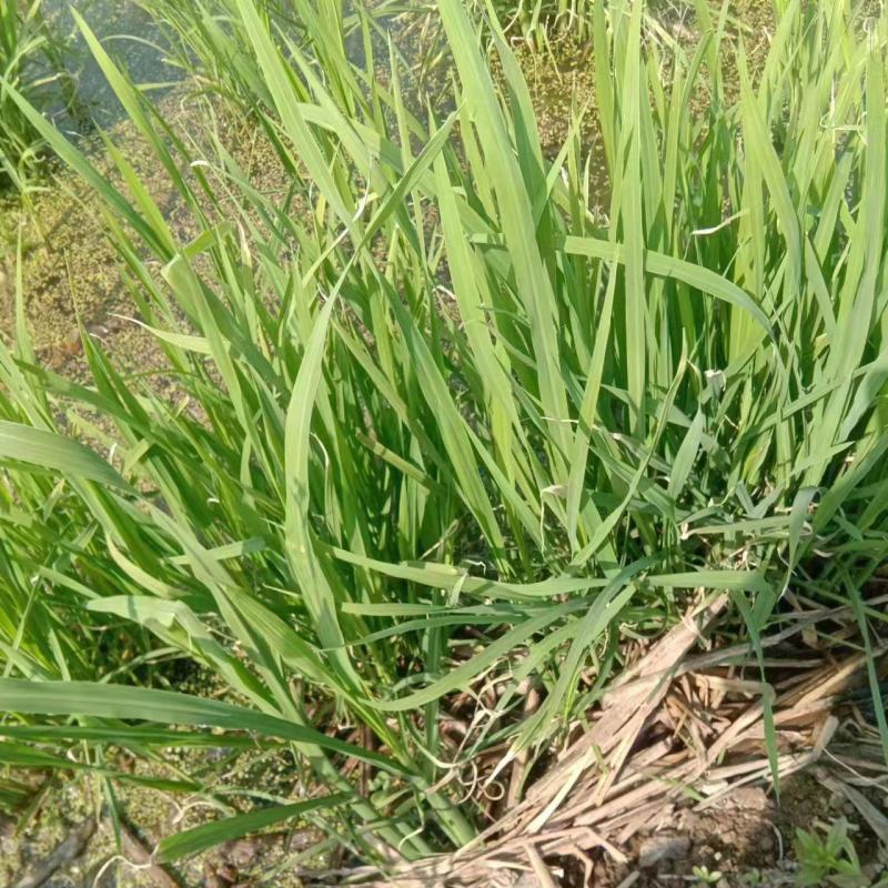 早熟双季高山茭白成活率高口感好净化水质茭白苗