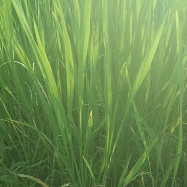 早熟双季高山茭白成活率高口感好净化水质茭白苗