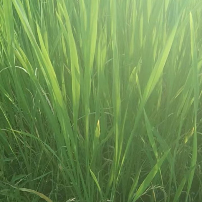 早熟双季高山茭白成活率高口感好净化水质茭白苗