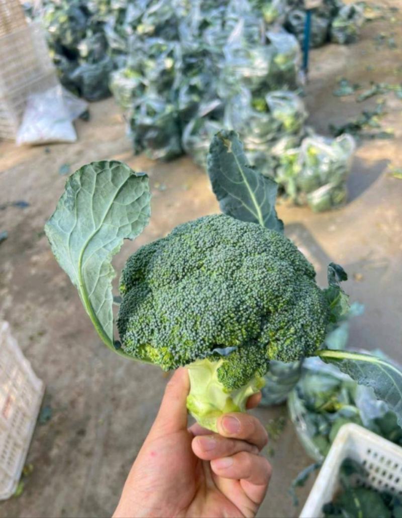 张北县小米粒西兰花颜色绿