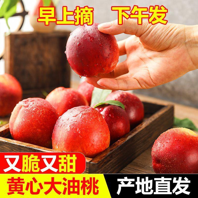 [热卖]黄心/曙光/中油油桃各种油桃原产地大量供应