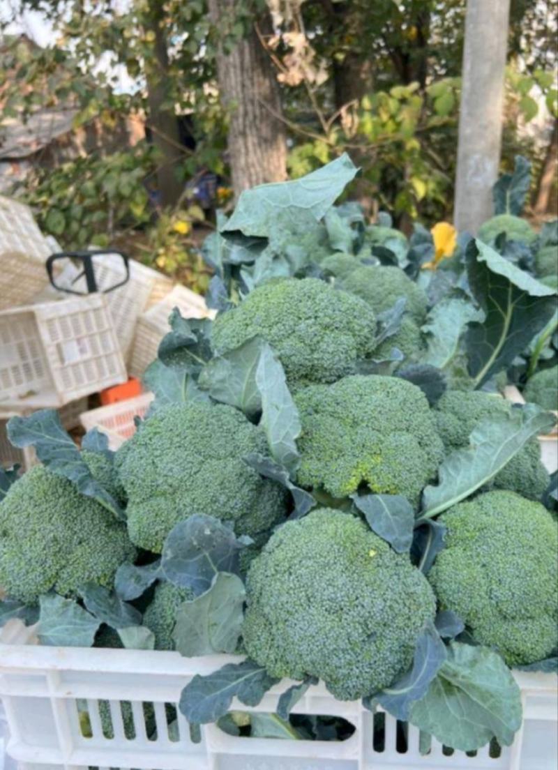 河北张家口坝上西兰花产地张北县西兰花产地直供