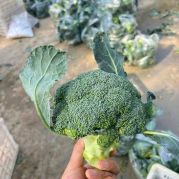 西兰花