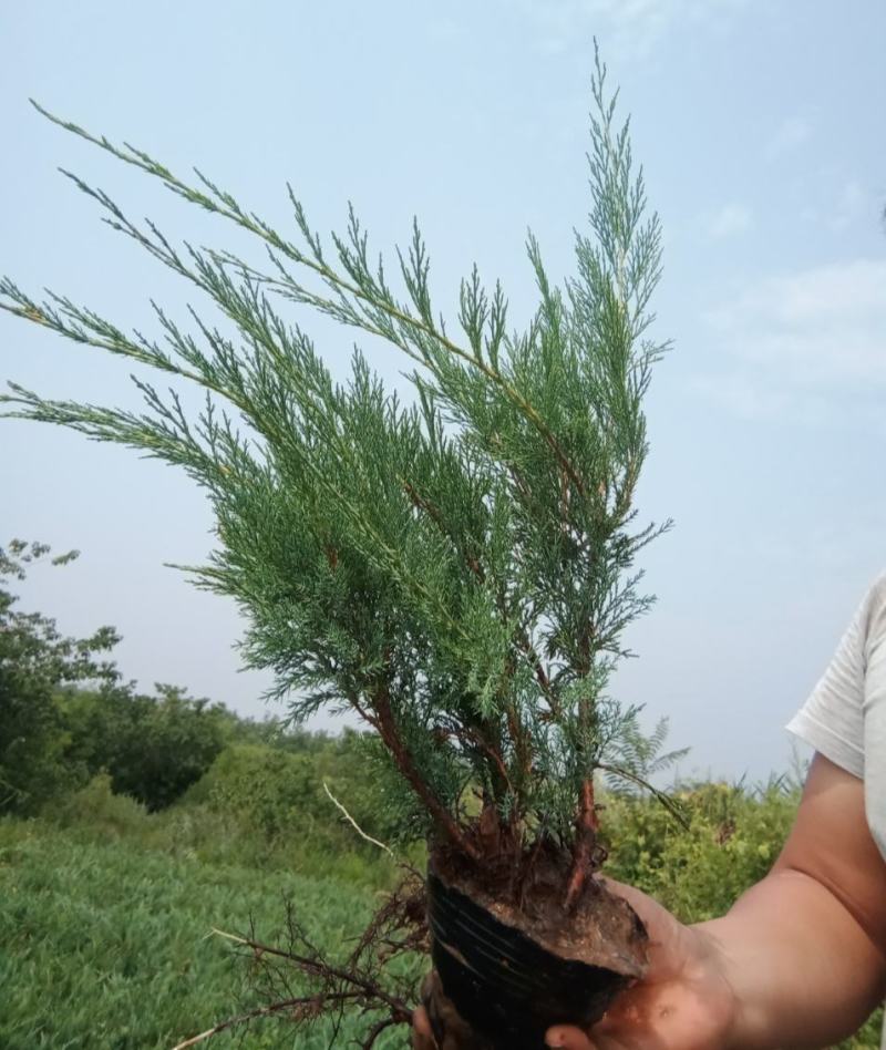 沙地柏产地直销自家苗圃规格齐全发车快质量好