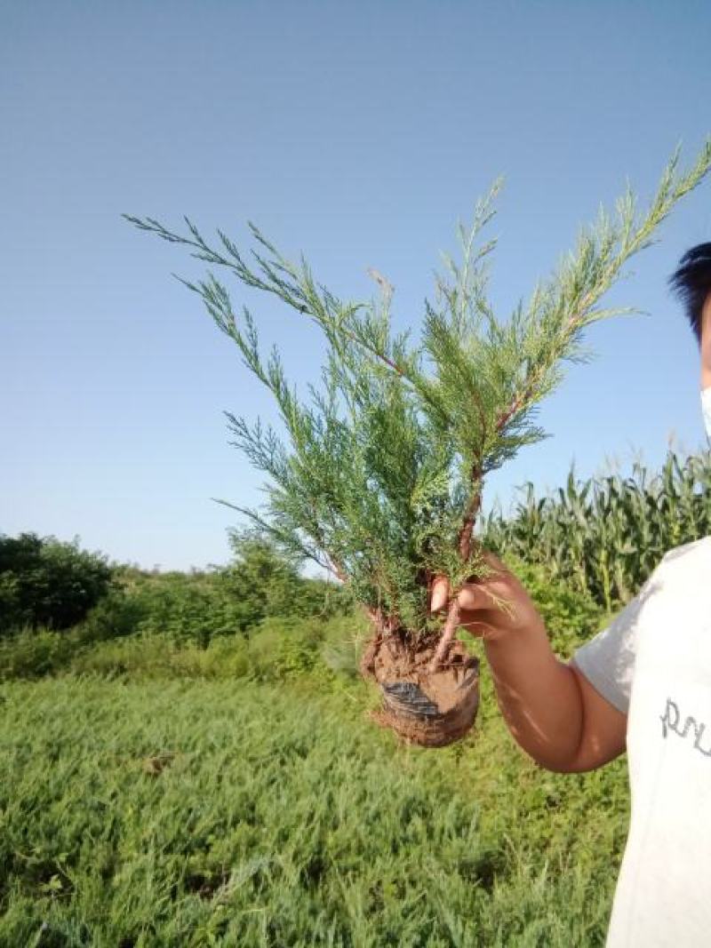 沙地柏产地直销自家苗圃规格齐全发车快质量好