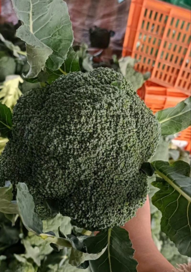 张北县西兰花代办代加工代发