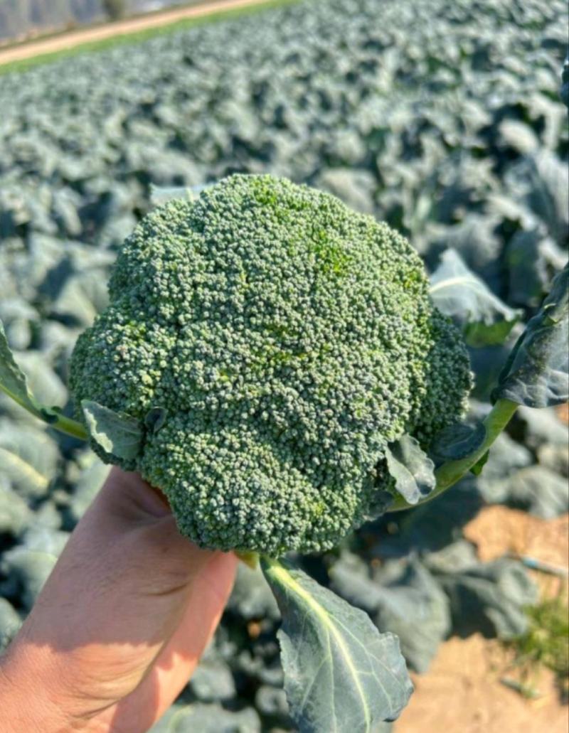 张北县西兰花代办代加工代发