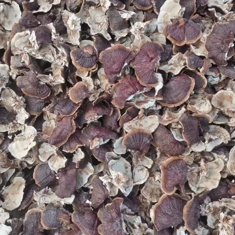 大金边灵芝2023新货香味十足