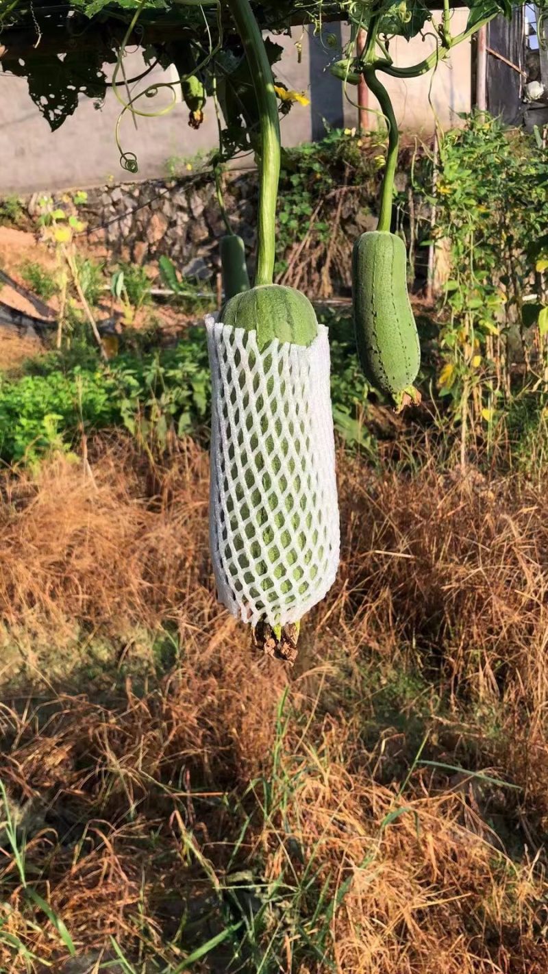 福建建瓯，丝瓜，葫芦，原产地，需要一手货源的联系