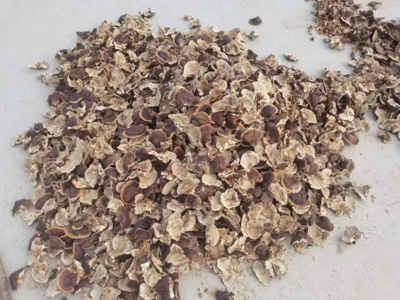 大金边灵芝2023新货香味十足
