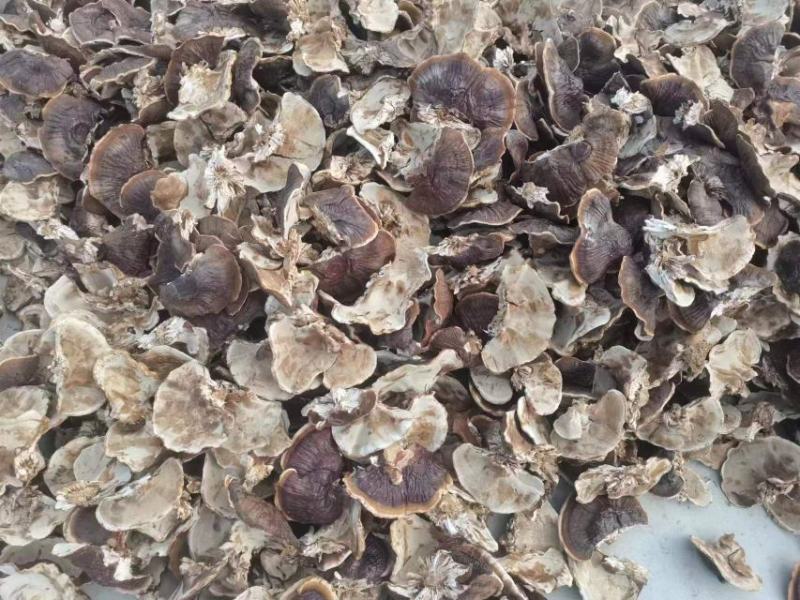 大金边灵芝2023新货香味十足